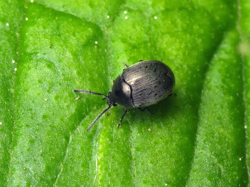 Spermophagus Schönherr, 1833